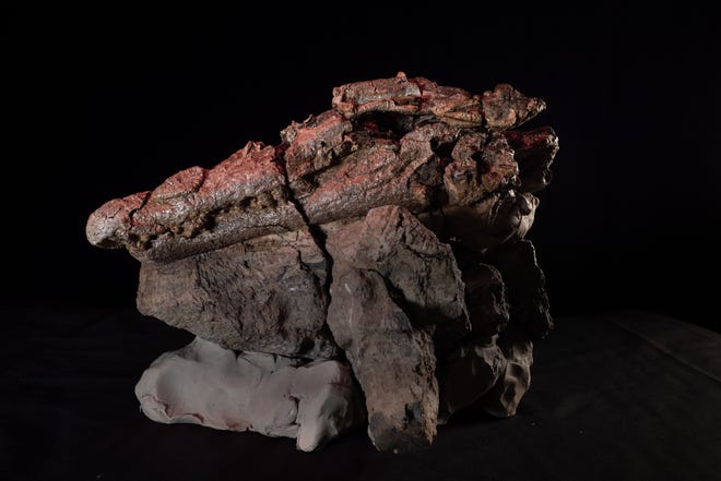 A 95-million-year-old fossil of an early common ancestor of the crocodile and the crocodile.