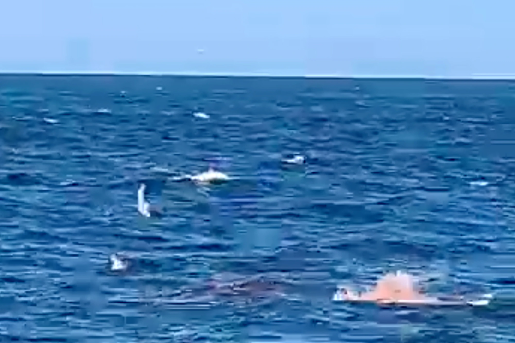 A great white shark devours a swimmer to death, while video footage captures a horrific scene.