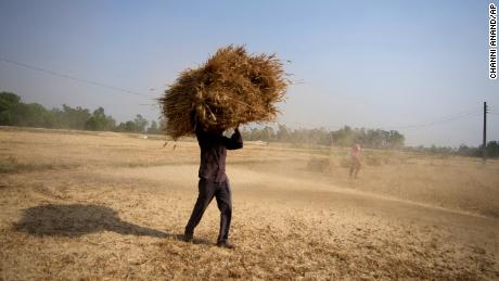 An Indian farmer carries a crop of wheat harvested from a field in the outskirts of Jammu, India, Thursday, April 28, 2022. 