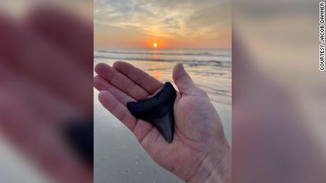 A man found Megalodon's teeth three weeks apart.  Most recently thanks to Tropical Storm Elsa