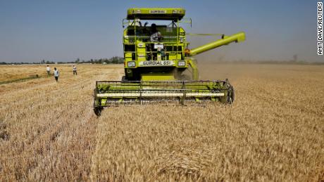 Harvesting a wheat crop in a field on the outskirts of Ahmedabad, India.  Photograph: Amit Dave/Reuters