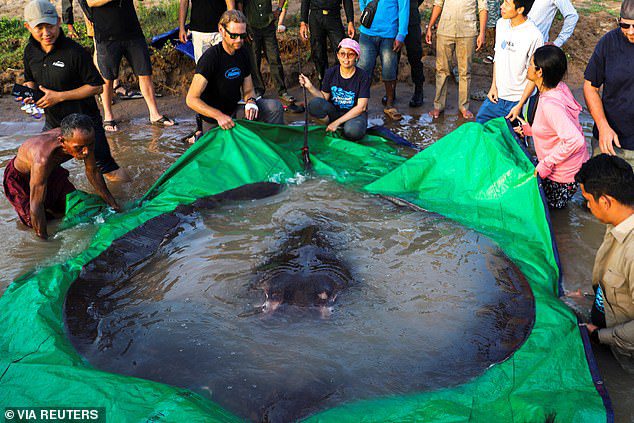 Stingrays are found all over the world and come in different sizes, with one caught in Cambodia and believed to be the largest freshwater fish in the world.  In June, a fisherman hung a huge stingray, weighing 661 pounds and measuring 13 feet in length.
