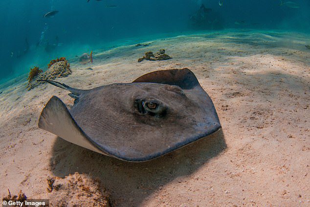 However, the team isn't entirely sure how the sting ray makes the noise, but they suggest it could be by contracting the vents and simultaneously opening their nostrils.