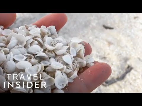 Australian video The beach is completely covered in small shells