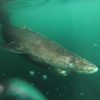 Talk about an old navigator!  The lifespan of the Greenland shark is at least 272 years